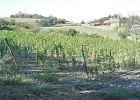 Производство вина в Тоскане